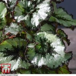Begonia Rex Trio - Gift -EcoFlora Sales Shop ESCA WKB4887 B11