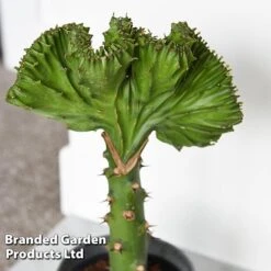 Euphorbia Lactea 'Cristata' -EcoFlora Sales Shop EUPH LACTE10CM C