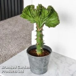 Euphorbia Lactea 'Cristata' -EcoFlora Sales Shop EUPH LACTE10CM D