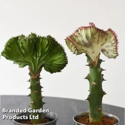 Euphorbia Lactea 'Cristata' -EcoFlora Sales Shop EUPH LACTE10CM F