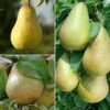 Pear 'Family Pear Tree' -EcoFlora Sales Shop FAMI DWW3681 A h