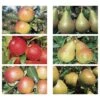 Apple And Pear Family Collection -EcoFlora Sales Shop FAMI DWW3682 A h