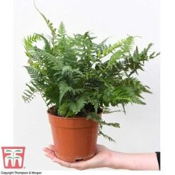 Fern Houseplant Mix -EcoFlora Sales Shop FERN TKA3000 D1