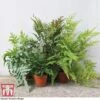 Fern Houseplant Mix -EcoFlora Sales Shop FERN TKA3000 E1