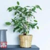 Ficus Benjamina 1 Ficus Benjamina -EcoFlora Sales Shop FIC WKB4845 D