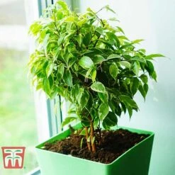 Ficus Benjamina -EcoFlora Sales Shop FIC WKB4845 E