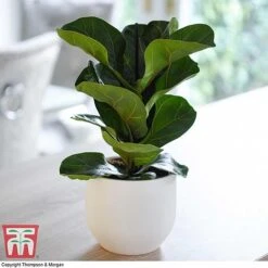 Easy Care Houseplant Collection -EcoFlora Sales Shop FIC kb1113 A1