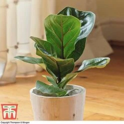 Ficus Lyrata 'Compacta' -EcoFlora Sales Shop FIC kb1113 B