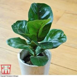 Ficus Lyrata 'Compacta' -EcoFlora Sales Shop FIC kb1113 D