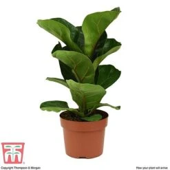 Ficus Lyrata 'Compacta' -EcoFlora Sales Shop FIC kb1113 E