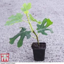 Green Fig -EcoFlora Sales Shop FICU 0569 A