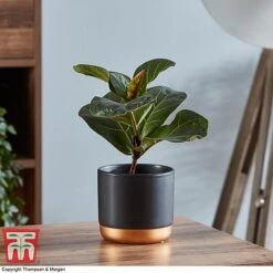 Ficus Lyrata 'Compacta' -EcoFlora Sales Shop FICU 1113 A1