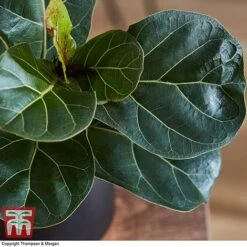 Ficus Lyrata 'Compacta' -EcoFlora Sales Shop FICU 1113 A3
