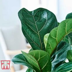 Ficus Lyrata 'Compacta' -EcoFlora Sales Shop FICU KB1113 G
