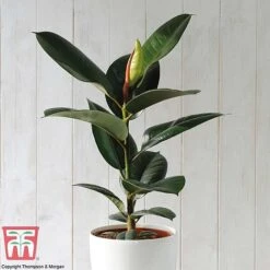 House Plant Urban Jungle Collection -EcoFlora Sales Shop FICU TKA2911 A2