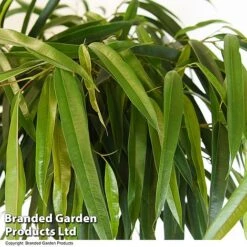 Ficus Binnendijkii 'Alii' Braided Stem In Hydro Pot -EcoFlora Sales Shop FICU ALIIBRAID T50773