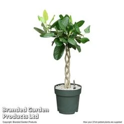 Ficus Benghalensis 'Audrey' Braided Stem In Hydro Pot -EcoFlora Sales Shop FICU AUDRE27CM T506451