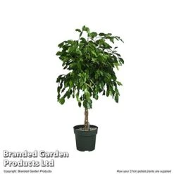 Ficus Benjamina 'Exotica' Braided Stem In Hydro Pot -EcoFlora Sales Shop FICU EXOTI27CM T506341