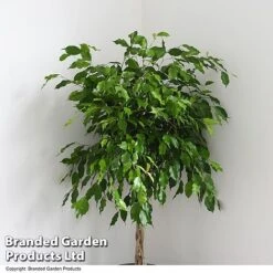 Ficus Benjamina 'Exotica' Braided Stem In Hydro Pot -EcoFlora Sales Shop FICU EXOTICABR T50618