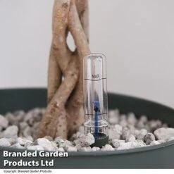 Ficus Benjamina 'Exotica' Braided Stem In Hydro Pot -EcoFlora Sales Shop FICU EXOTICABR T50621