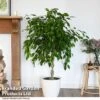 Ficus Benjamina 'Exotica' Braided Stem In Hydro Pot -EcoFlora Sales Shop FICU EXOTICABR T50754