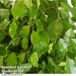 Ficus Benjamina 'Exotica' Braided Stem In Hydro Pot -EcoFlora Sales Shop FICU EXOTICABR T50755