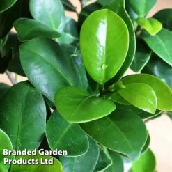 Ficus Microcarpa 'Ginseng' -EcoFlora Sales Shop FICU GINSENG W48353