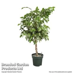 Ficus Benjamina 'Golden King' Braided Stem In Hydro Pot 15 Ficus Benjamina 'Golden King' Braided Stem In Hydro Pot -EcoFlora Sales Shop FICU GOLDE27CM T506321