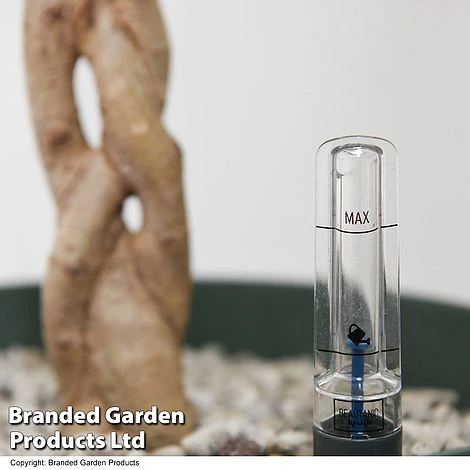 Ficus Benjamina 'Golden King' Braided Stem In Hydro Pot 8 Ficus Benjamina 'Golden King' Braided Stem In Hydro Pot - Image 6