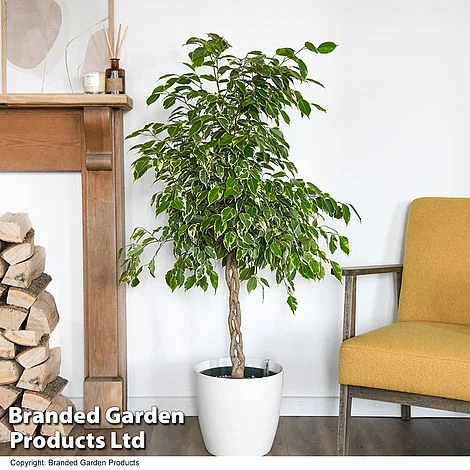 Ficus Benjamina 'Golden King' Braided Stem In Hydro Pot 3 Ficus Benjamina 'Golden King' Braided Stem In Hydro Pot