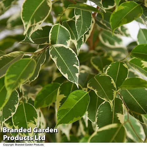 Ficus Benjamina 'Golden King' Braided Stem In Hydro Pot 7 Ficus Benjamina 'Golden King' Braided Stem In Hydro Pot - Image 5