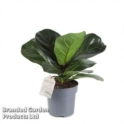 Ficus Lyrata (Fiddle Leaf Fig) -EcoFlora Sales Shop FICU LYRAT12CM WKA8599 A