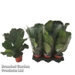Ficus Lyrata (Fiddle Leaf Fig) -EcoFlora Sales Shop FICU LYRAT12CM WKA8599 B