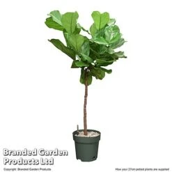 Ficus Lyrata In Hydro Pot -EcoFlora Sales Shop FICU LYRAT27CM T506401