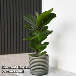 Ficus Lyrata (Fiddle Leaf Fig) -EcoFlora Sales Shop FICU LYRATA T45105E