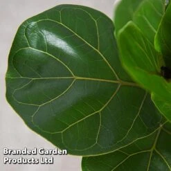 Ficus Lyrata (Fiddle Leaf Fig) -EcoFlora Sales Shop FICU LYRATA T45106D