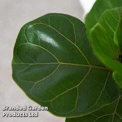 Ficus Lyrata (Fiddle Leaf Fig) -EcoFlora Sales Shop FICU LYRATA T45107C