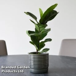 Ficus Lyrata (Fiddle Leaf Fig) -EcoFlora Sales Shop FICU LYRATA T45108B