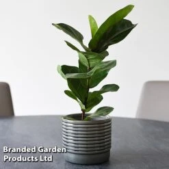 Ficus Lyrata (Fiddle Leaf Fig) -EcoFlora Sales Shop FICU LYRATA T45109A