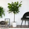Ficus Lyrata In Hydro Pot -EcoFlora Sales Shop FICU LYRATA T50763