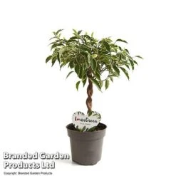Ficus Benjamina 'Nina' -EcoFlora Sales Shop FICU NINA12CM T49510