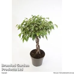 Ficus Benjamina 'Nina' -EcoFlora Sales Shop FICU NINA12CM W48352