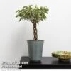 Ficus Benjamina 'Nina' 1 Ficus Benjamina 'Nina' -EcoFlora Sales Shop FICU NINA T49511