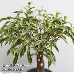 Ficus Benjamina 'Nina' -EcoFlora Sales Shop FICU NINA T49513