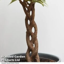 Ficus Benjamina 'Nina' -EcoFlora Sales Shop FICU NINA T49514