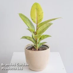 Ficus Elastica 'Shivereana' -EcoFlora Sales Shop FICU SHIVEREAN W46019