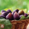 Fig 'Violette De Bordeaux' -EcoFlora Sales Shop FIG DWW4608 B