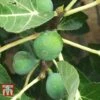 Fig 'Chelsea' (Standard) -EcoFlora Sales Shop FIG T56489 A