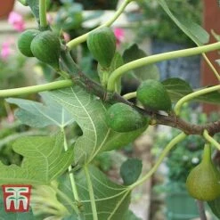Fig 'Chelsea' (Standard) -EcoFlora Sales Shop FIG T56489 C