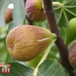 Fig 'Chelsea' (Standard) -EcoFlora Sales Shop FIG T56489 D